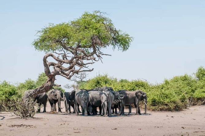 Chobe Full Day Trip - Trip Overview