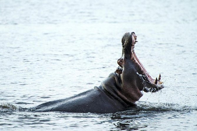 Chobe National Park Camping Safari From Victoria Falls (3 Days and 2 Nights)