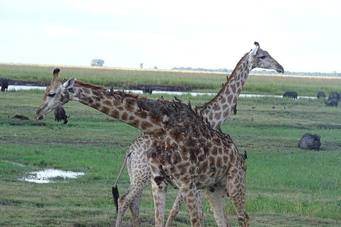 Chobe Safari Experience Day Trip - Tour Highlights