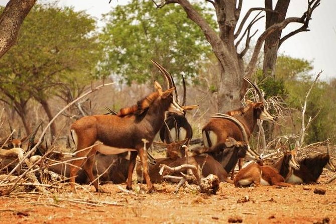 Chobe Sunrise Upto Sunset Day Trip From Victoria Falls 5AM - 7PM - Inclusions and Exclusions