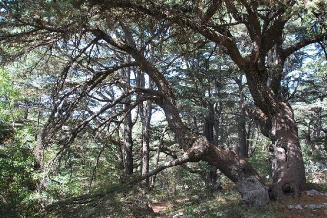 Chouf Charm: Private Journey Through Lebanons Historic Heartland