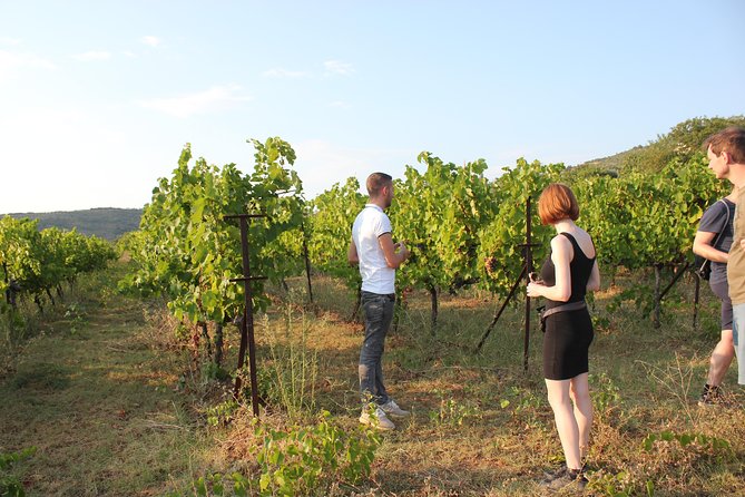 Classing Wine Tasting Tour by Berat City Tours - Wine Tasting Details