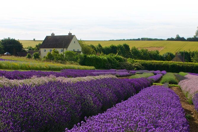 Cotswolds and Lavender Fields Tour With Country Pub Lunch - Meeting and Pickup Details