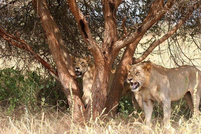 Cream Of Kenya Safari - Game Drives and Guides