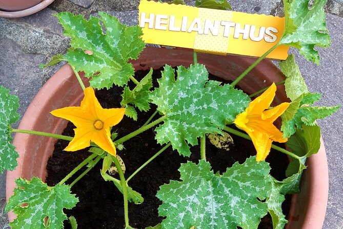 Creative Laboratory - Plants and Colours - Maximum Number of Travelers