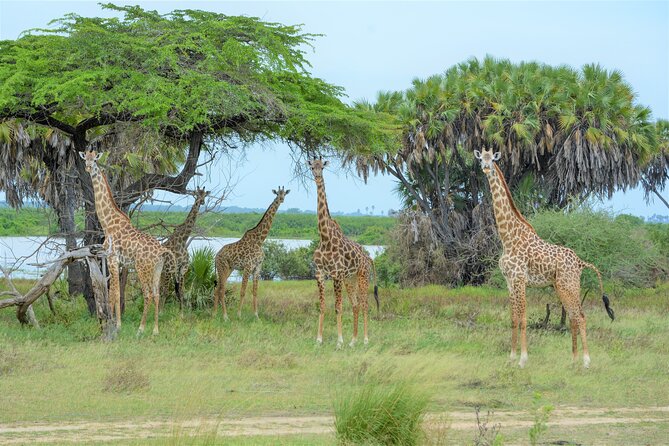 Day Safari Selous Game Reserve From Zanzibar Incl. Flights - Inclusions and Exclusions