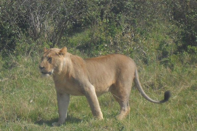 Day Tour Amboseli Park From Nairobi - Meeting and Pickup