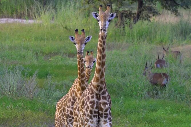 Day Tour Bandia Wildlife Reserve and Pink Lake - Pickup Details