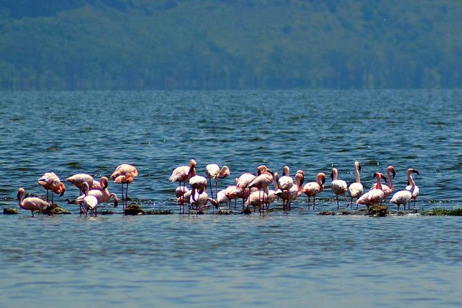 Day Tour To Lake Nakuru Park With Optional Boat Ride on Lake Naivasha - Meeting and Pickup