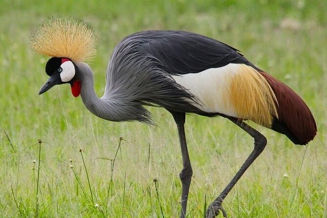 Day Trip – Mikumi National Park Safari Fly From Zanzibar
