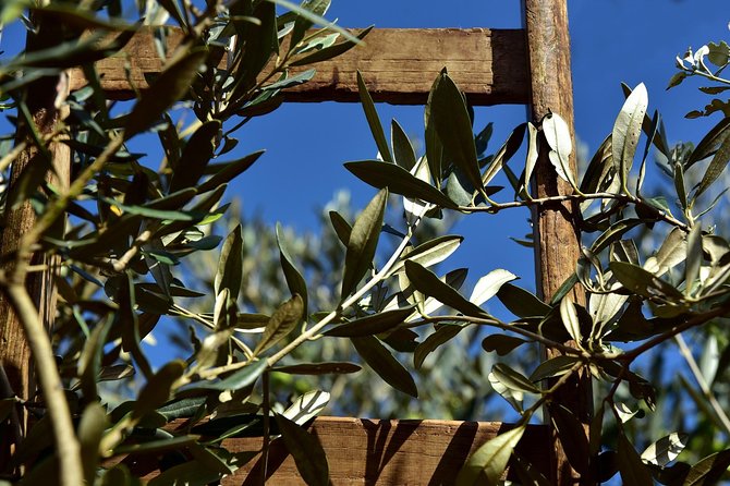 Day Trip: Olive Oil And Wine Museum With Lunch + Horse Riding