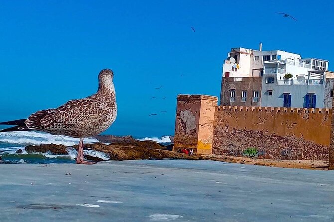 Day Trip Out From Marrakech to Essaouira City - Trip Highlights