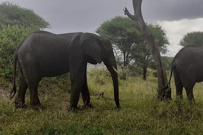 Day Trip To Arusha National Park - Location and Pricing