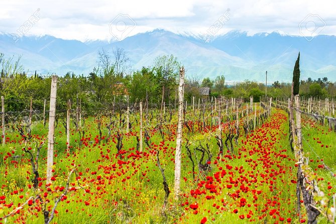Day Trip to Garedja Caves, Sighnaghi Visit With Organic Wine Tasting and Lunch - Itinerary Overview