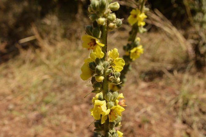 Day Trip To Menagesha Suba Forest