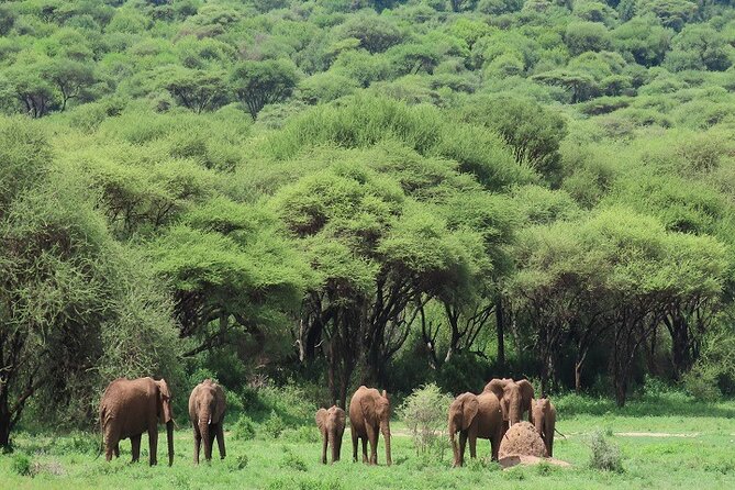 Day Trip to Ngorongoro Crater : Best Price 2024/2025 - Meeting and Pickup Information