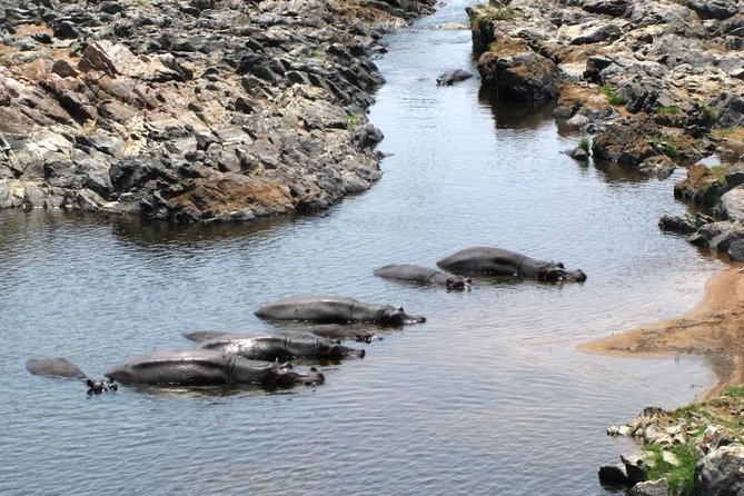 Day Trip to Selous National Park From Zanzibar or Dar Es Salaam