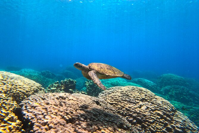 Daymaniyat Islands Snorkeling Sharing Trip - Inclusions and Amenities