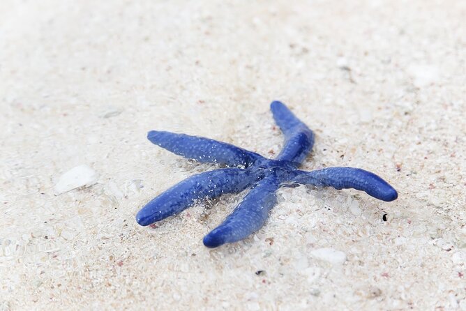 Desaru Beachlife & Tidepool Discovery - Tour Overview