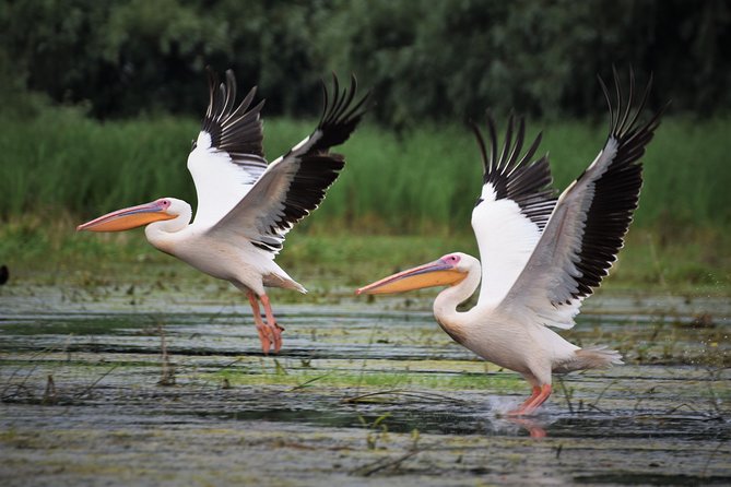 Discover Danube Delta From Bucharest - Private Tour for 5 Days - Pickup and Confirmation Process