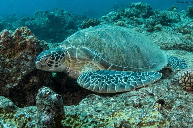 Discover Scuba Diving in Mauritius - Meeting and Pickup Details