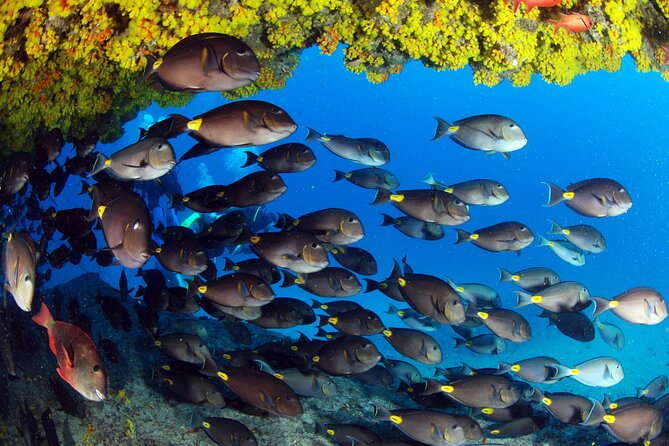 Discover Scuba Diving in Sal - Scuba Diving Experience in Santa Maria