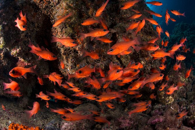 Discover Scuba Diving PADI - Trial Dive in Sorrento - Includes