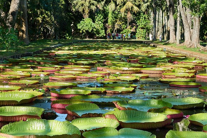Discovering the North of Mauritius: Full-Day Incl Botanical Garden & Lunch - Customer Experiences