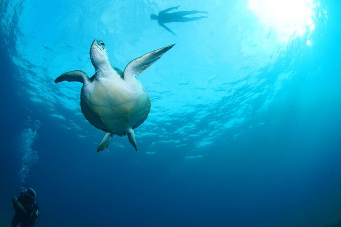 Diving for Beginners by Boat From Puerto Colon - Safety Measures and Equipment Provided