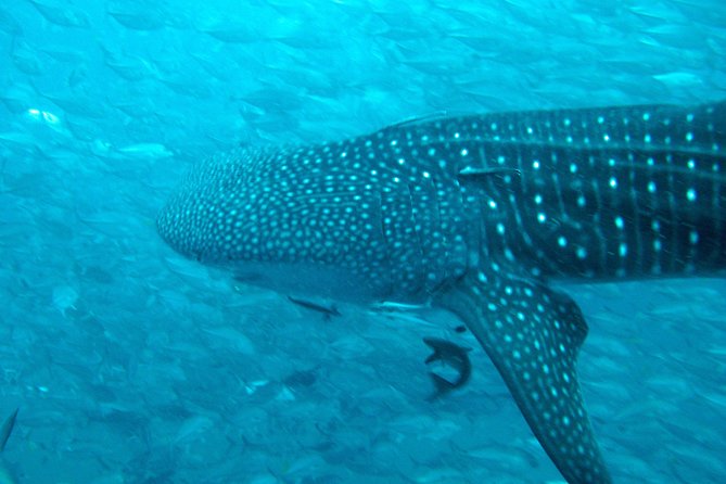 Diving Tour for Certified Divers From Koh Samui - Inclusions and Exclusions