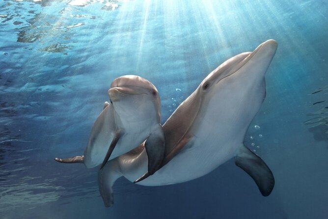 Dolphin Discovery Adventure in Hurghada - Booking and Cancellation Policy