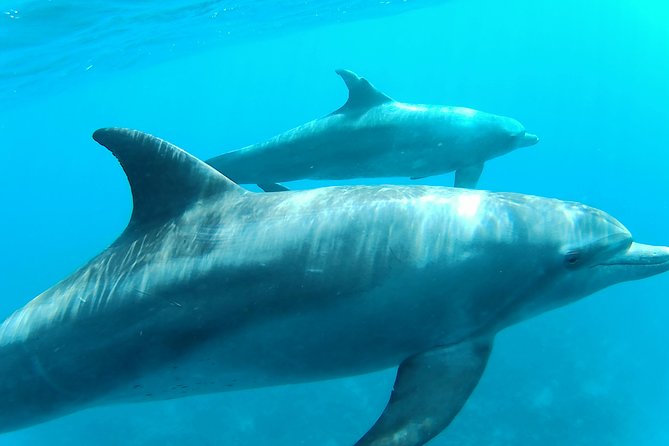 Dolphin House Royal Sea Trip Luxury Boat With Transfer – Hurghada