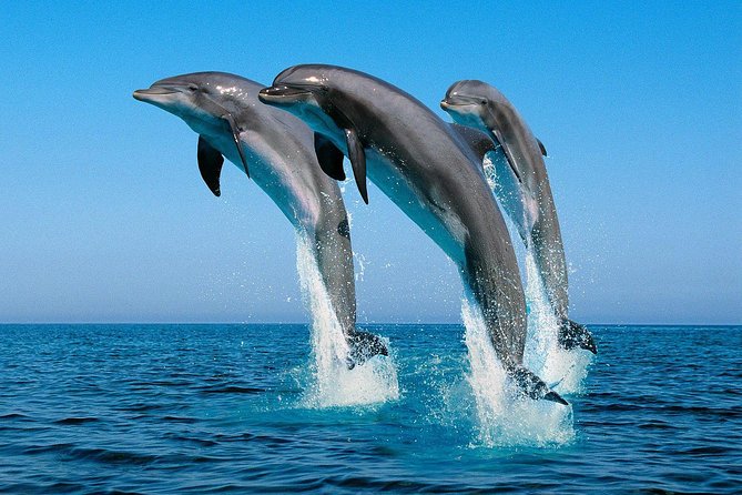 Dolphin Tour - Tour Overview