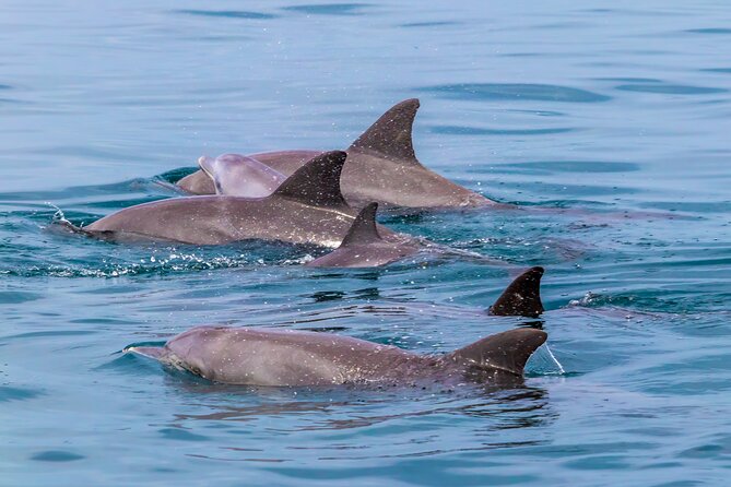Dolphin Watch & Snorkeling at Kisite Marine Park & Wasini Island - Expectations & Additional Info