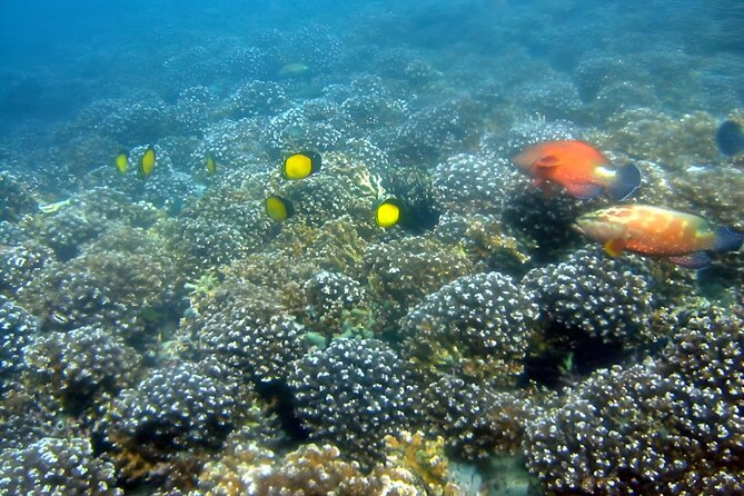 Dolphin Watching and Snorkeling Activity in Muscat - Activity Highlights