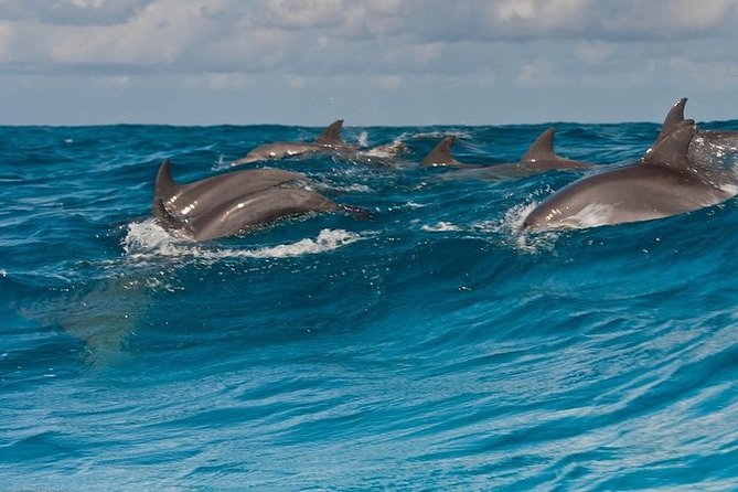 Dolphin Watching and Snorkeling at Mnemba Atoll - Private Tour - Tour Highlights