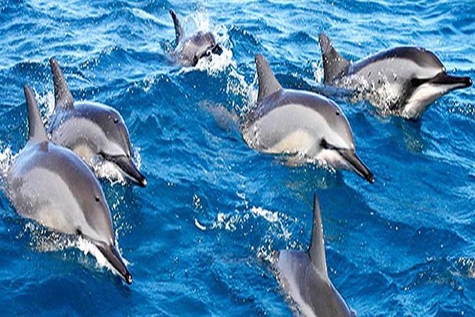 Dolphin Watching and Snorkeling Tour From Muscat - Pickup Information and Expectations