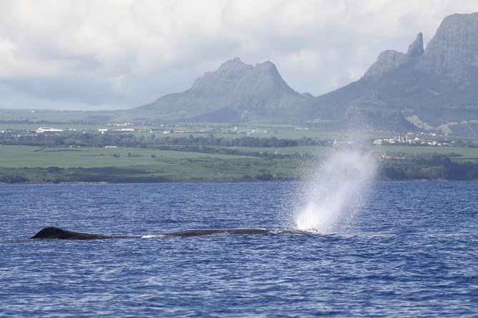 Dolphins Encounter and Whale Watching - Meeting Point and Departure
