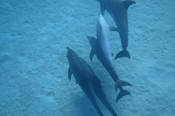 Dolphins House Snorkeling Trip by a Private Speed Boat – El Gouna