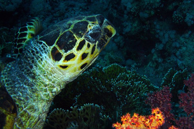DSD Discover Scuba Diving (Min Age 10 Years) - Location Details
