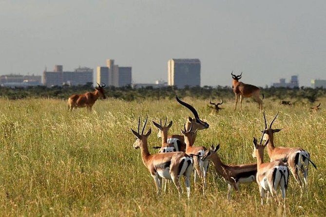 Early Morning Group Joining Mini Safari To Nairobi National Park - Tour Details