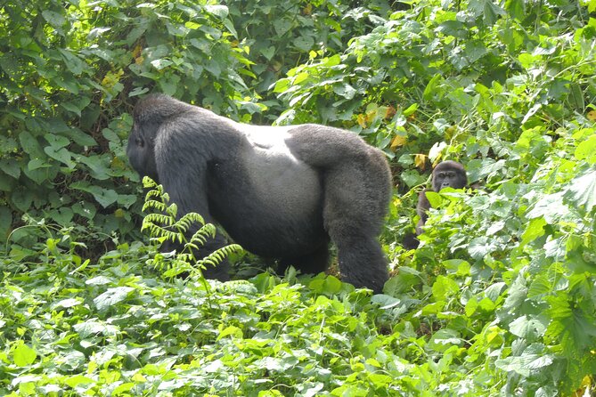 Eight Days Uganda Primate Trekking and Game Safari. - Itinerary Overview