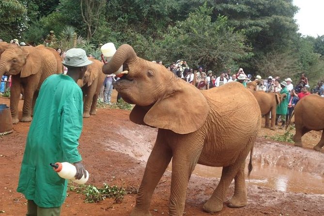 Elephant Orphanage & Giraffe Centre Tour - Conservation Efforts