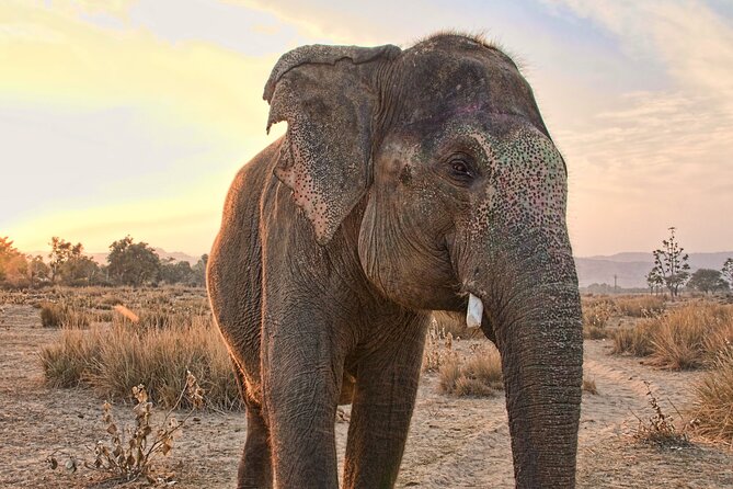 Elephant Rescue Center Day Excursion From Delhi - Excursion Overview