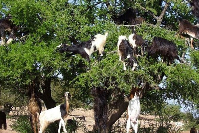 Essaouira Private Day Excursion From Marrakech - Tour Details