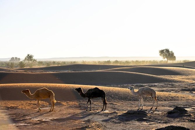Excursion Erg Chigaga One Night - Accommodation Details