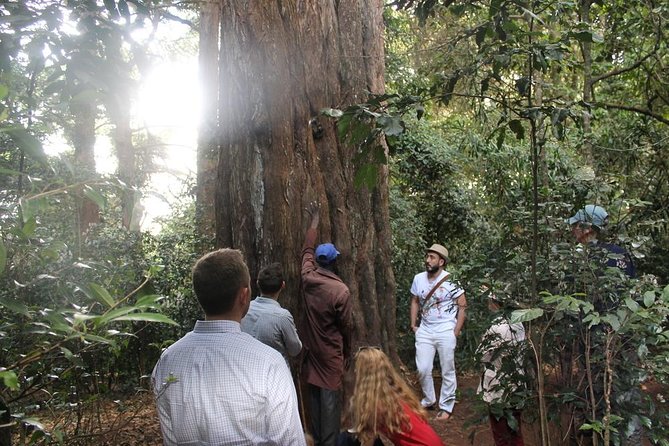 Excursion to Kiambethu Tea Farm