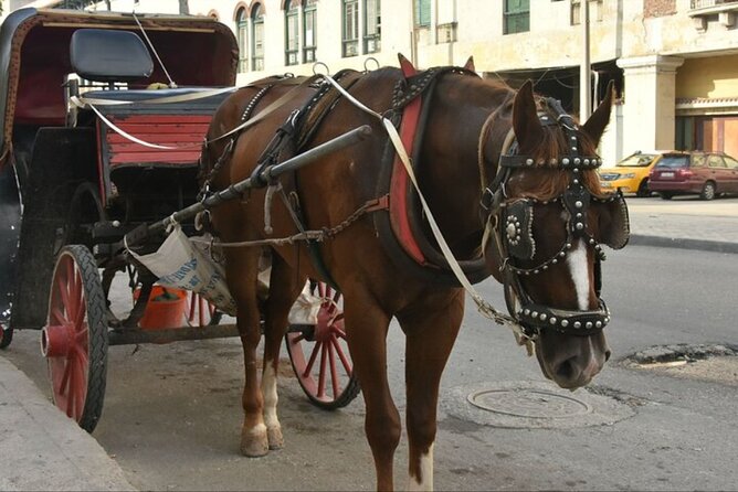 Explore Luxor With a Private 3-Hour Horse Carriage City Tour