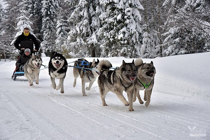 Feel the Magic of Winter With Thrilling Arctic Dog Sled Rides - Magical Arctic Wilderness Journey