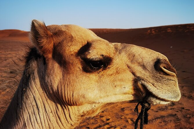 Fez to Merzouga Desert Trip Camel Ride and Night Camp - Inclusions and Meeting Details